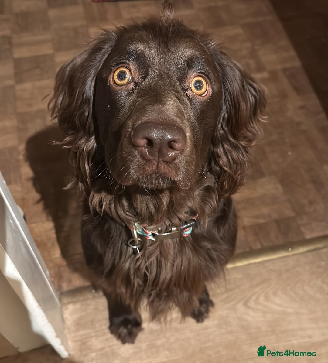 Cocker Spaniel dogs for stud: Gorgeous Chocolate Cocker for stud in Chichester - Image 9
