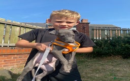 Italian Greyhound dogs for sale: Last blue boy kc reg ready now fully vaccinated  - Image 18