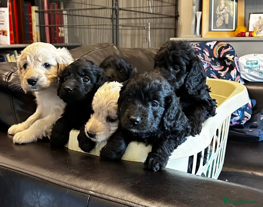 Cockapoo dogs for sale: COCKAPOO PUPPIES  - Image 19