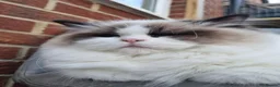 Ragdoll cats for sale: 4 European babies. Champion lines. Tica registered - Advert 16