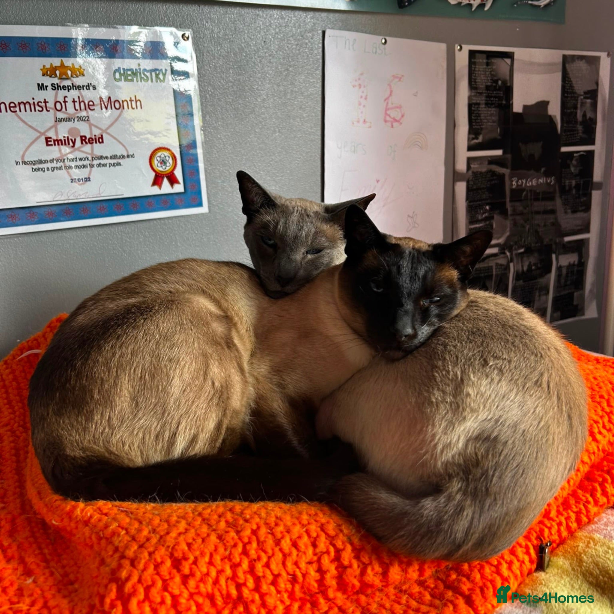 Siamese cats Super Friendly Siamese Besties - Advert 4