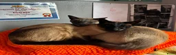 Siamese cats for adoption: Super Friendly Siamese Besties - Advert 1