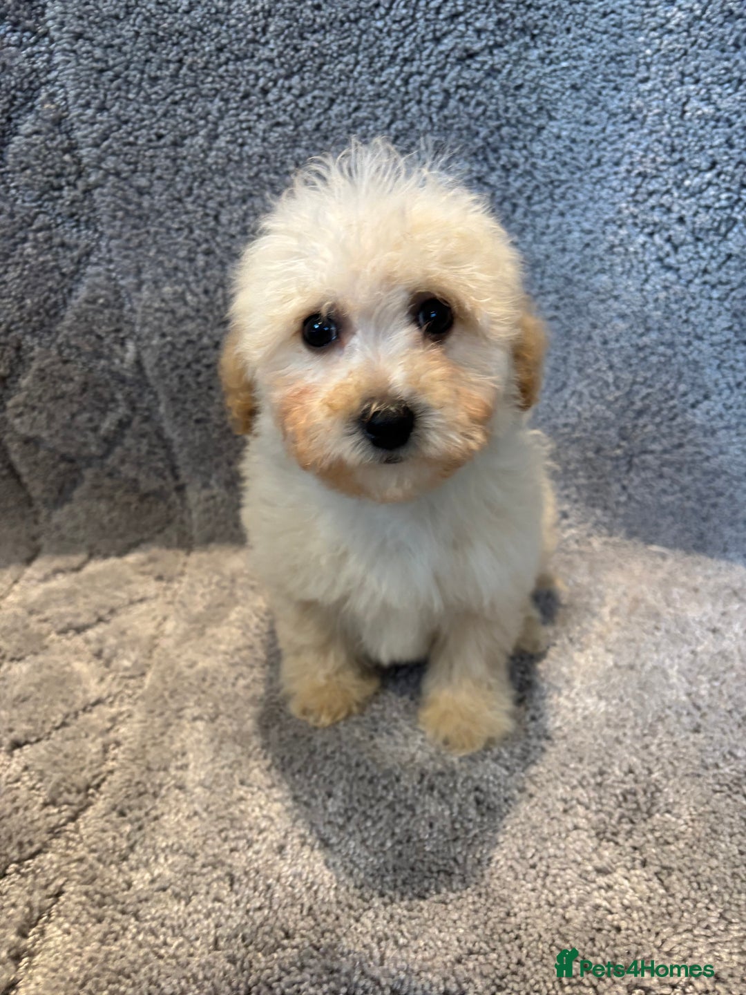 Poochon dogs for sale: Beautiful f1 poochon puppys READY NOW!!! - Advert 1