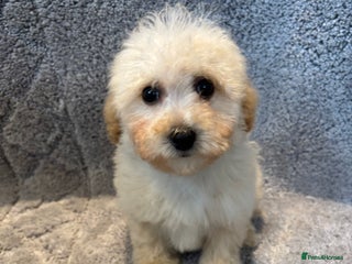 Poochon dogs Beautiful f1 poochon puppys READY NOW!!! - Advert 4