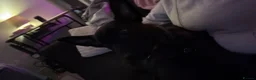 Belgian Shepherd Dog dogs for sale: Shepherd puppy  in Wishaw - Advert 7