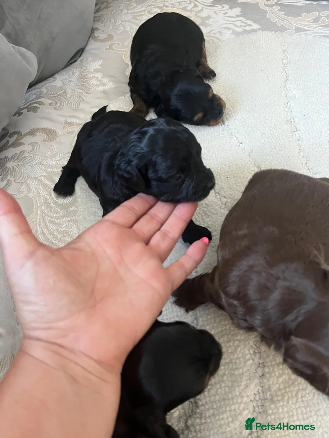 Shihpoo dogs for sale: Shih poo puppies   - Advert 2