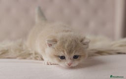 British Shorthair cats for sale: Chubby Golden Blue BSH girls - Image 15