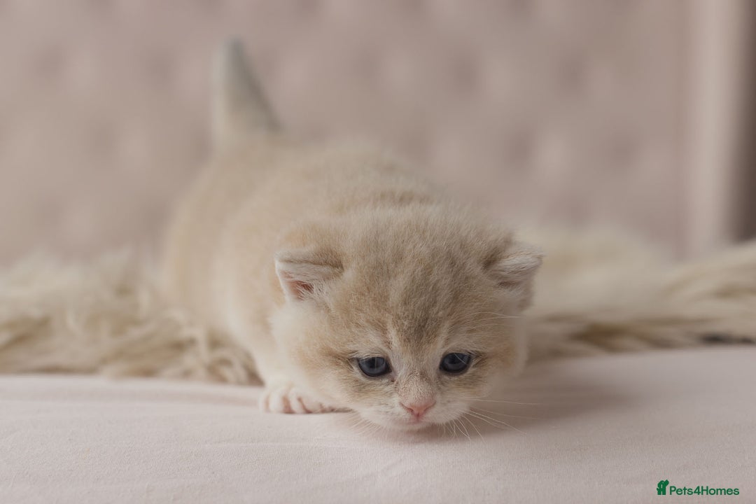 British Shorthair cats for sale: Chubby Golden Blue BSH girls - Image 15