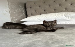 Scottish Fold cats for sale: 5 kittens Ready to find their forever homes  - Image 4
