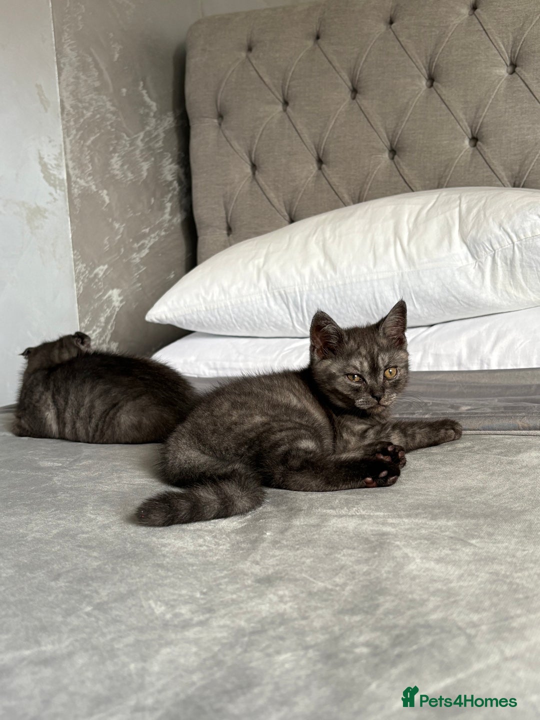 Scottish Fold cats for sale: 5 kittens Ready to find their forever homes  - Image 4