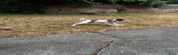 Jack Russell dogs for sale: Friendly Jack Russel looking for a loving home  - Advert 5
