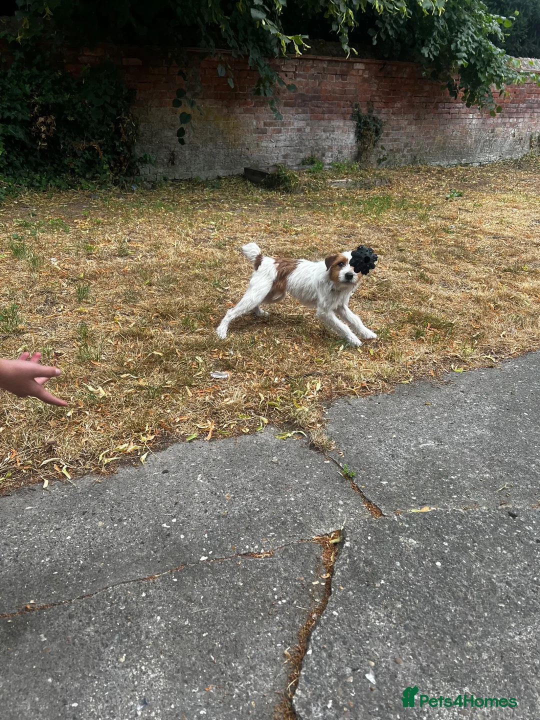 Jack Russell dogs for sale: Friendly Jack Russel looking for a loving home  - Advert 5