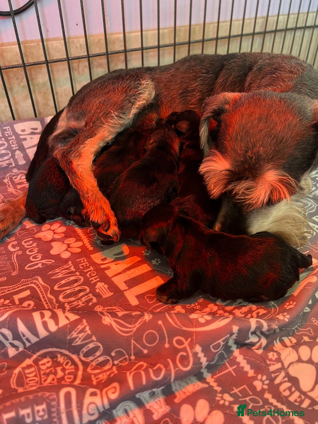 Miniature Schnauzer dogs for sale: Miniature schnauzer pups - Advert 3