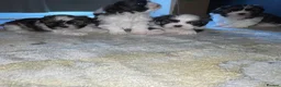Shih Tzu dogs for sale: Shihtzu puppies for sale  - Advert 5