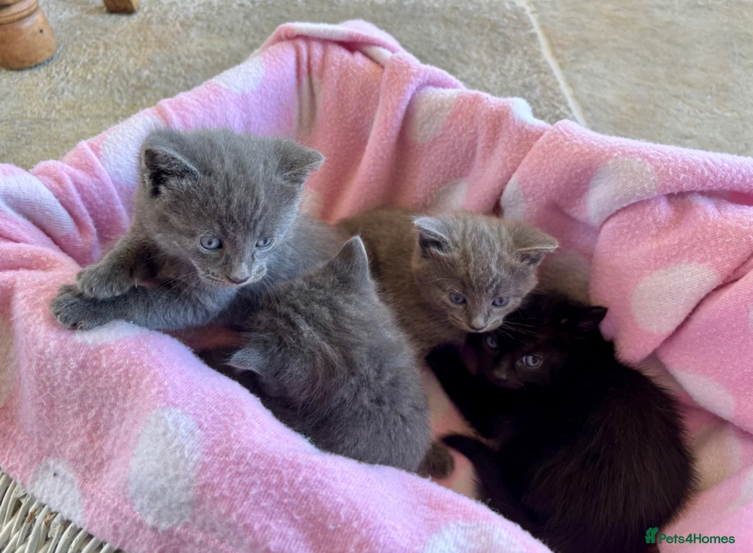 British Shorthair cats for sale: Beautiful Blue Grey Kittens - Advert 2