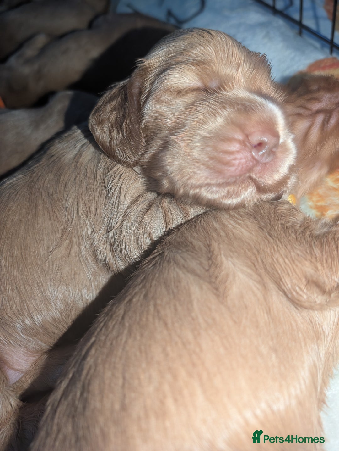Cocker Spaniel dogs for sale: 🐾pedigree Show cocker spaniel🐾 - Image 12