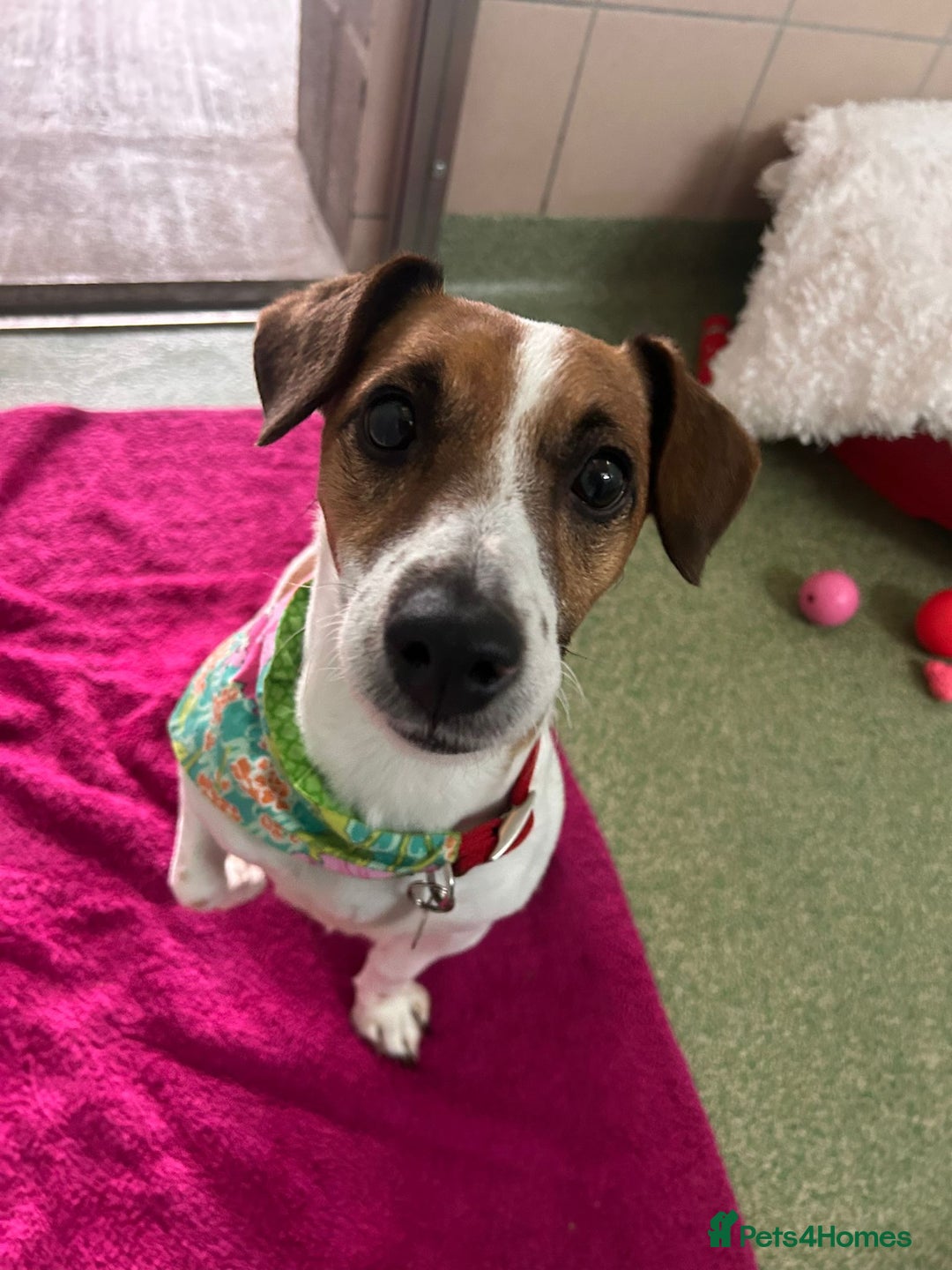 Jack Russell dogs for adoption: Delilah - Image 3