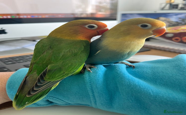 Lovebirds birds - Advert 1