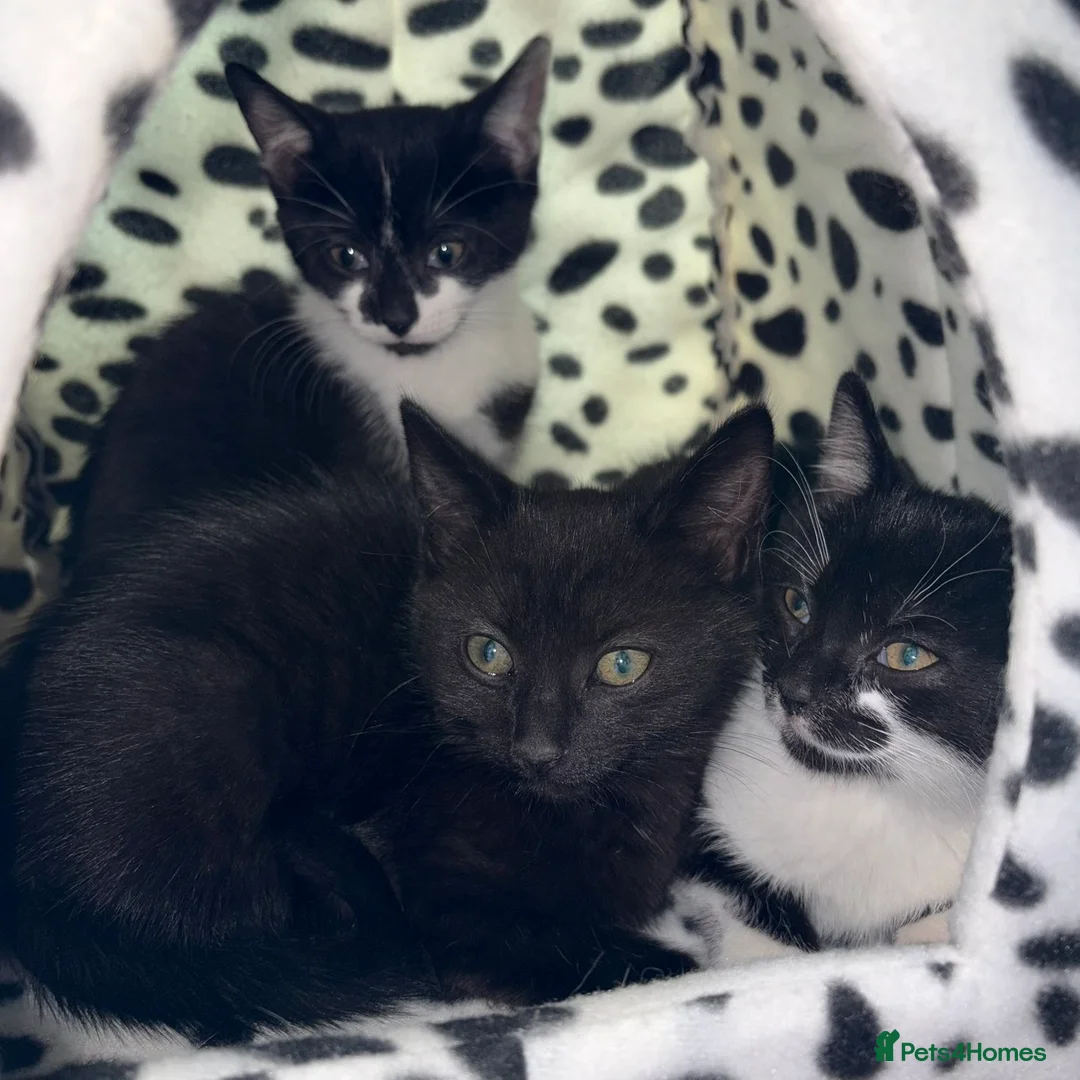 Mixed Breed cats for sale: Foster kittens looking for homes 🐱  in Maldon - Advert 3