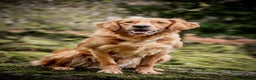 Golden Retriever dogs for stud: PROVEN & HEALTH TESTED Dark Red KC Retriever Stud - Advert 4