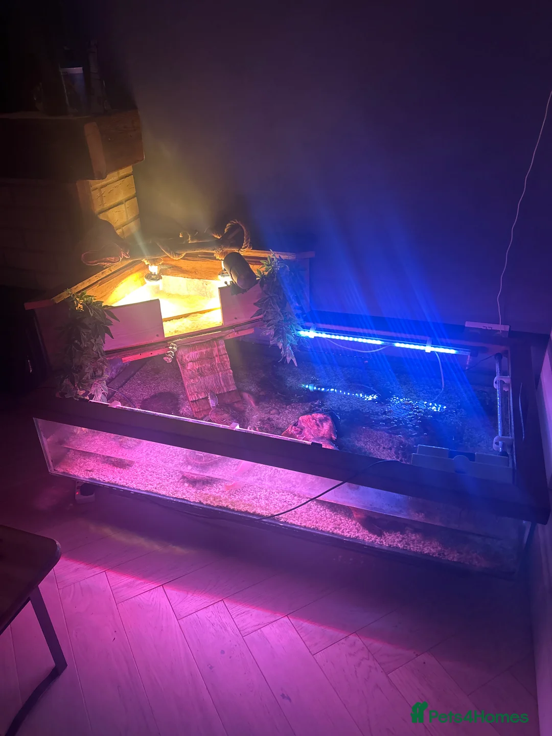 Terrapin reptiles for sale: Terrapin Turtles for Sale–Healthy, Active and fun - Advert 5