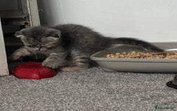 Scottish Fold cats for sale: 3 Scottish folds  in Uckfield - Image 4