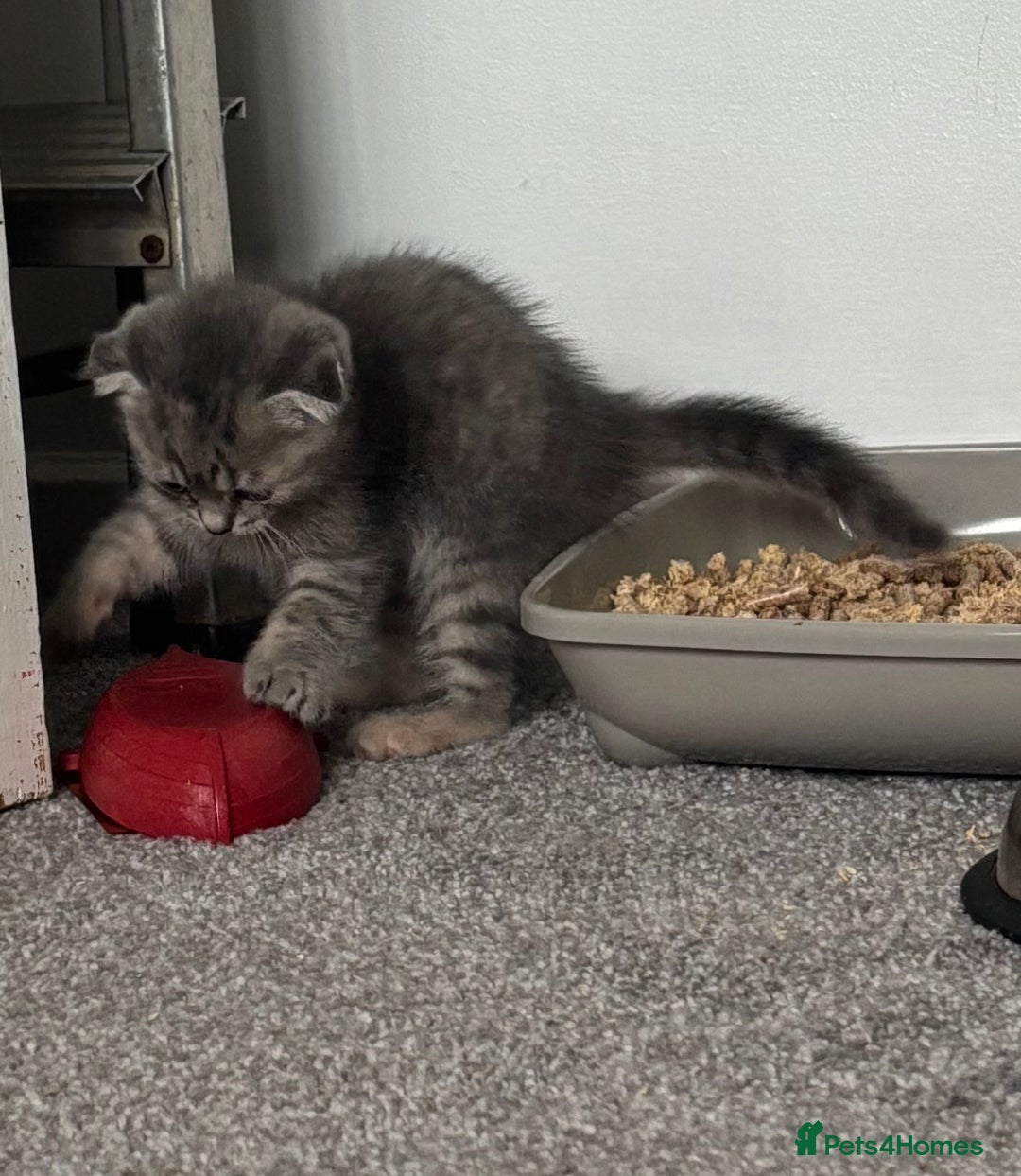 Scottish Fold cats for sale: 3 Scottish folds  in Uckfield - Image 4
