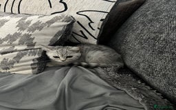 Scottish Fold cats for sale:  BEAUTIFUL female kitten🩷 - Image 1