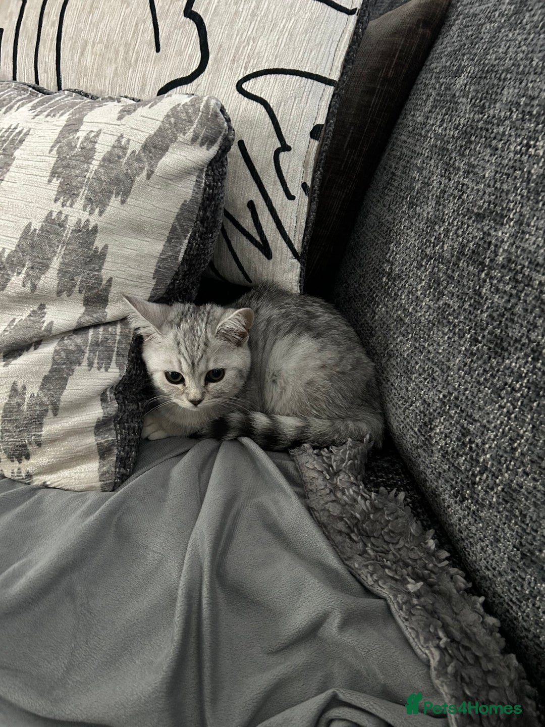 Scottish Fold cats for sale:  BEAUTIFUL female kitten🩷 - Image 1