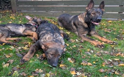 German Shepherd dogs for sale: German Shepherd puppies  - Image 3