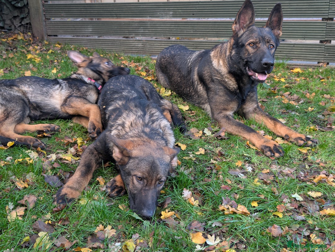 German Shepherd dogs for sale: German Shepherd puppies  - Image 3