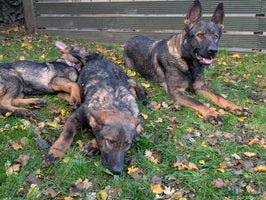 German Shepherd dogs - Advert 4