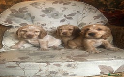 Cocker Spaniel dogs for sale: 4 stunning cocker spaniel puppies  - Image 18