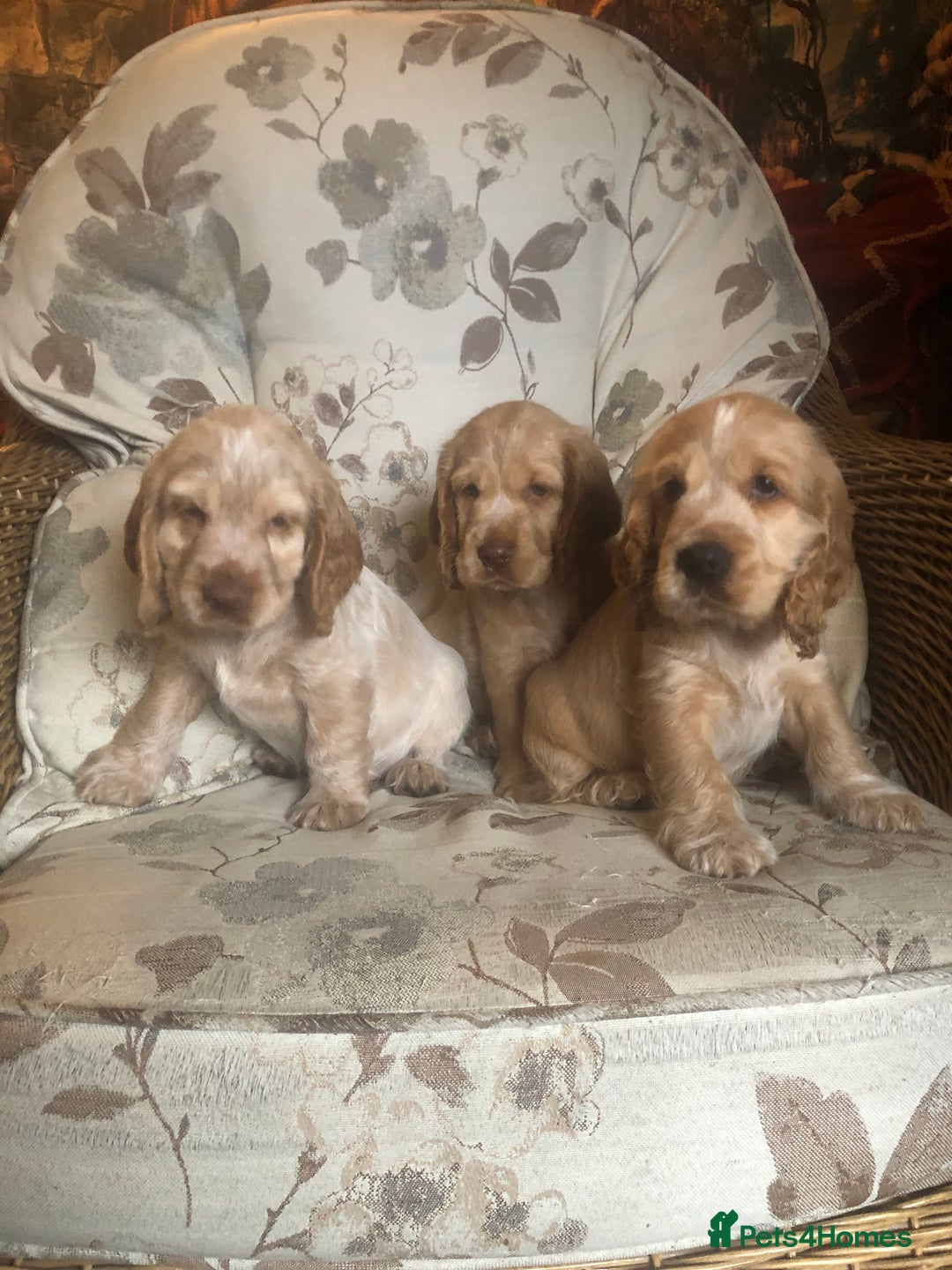 Cocker Spaniel dogs for sale: 4 stunning cocker spaniel puppies  - Image 18