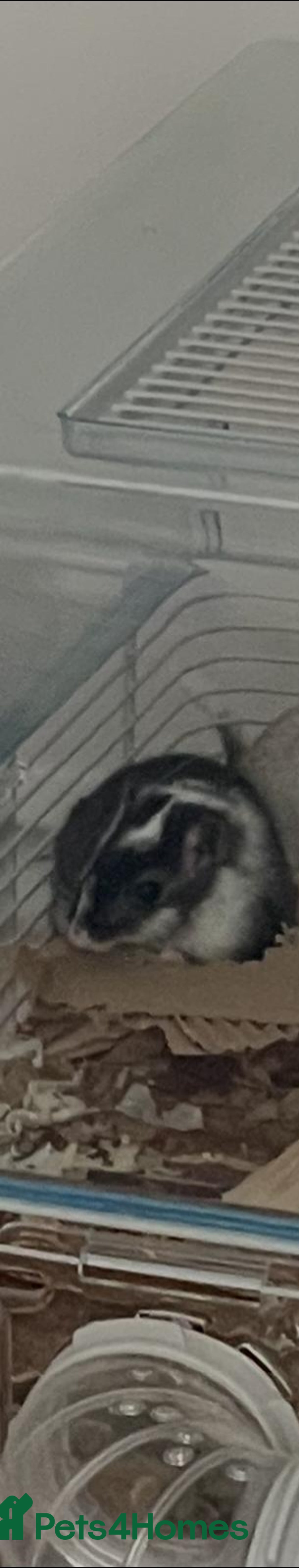 Gerbil rodents for sale: Female gerbil - Advert 1