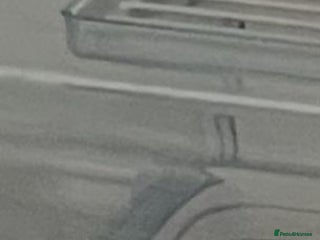 Gerbil rodents Female gerbil - Advert 1