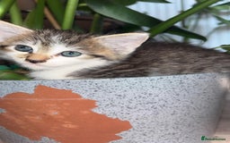 Domestic Shorthair cats for sale: 3 male kittens for sale - Image 7