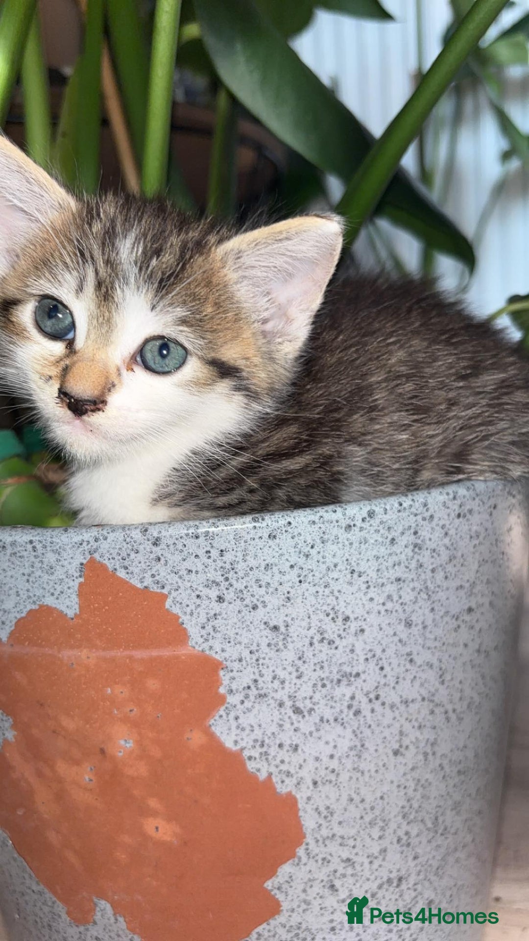 Domestic Shorthair cats for sale: 3 male kittens for sale - Image 7