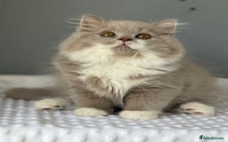British Shorthair cats for sale: GGCF registered lilac bi kittens available  - Image 4