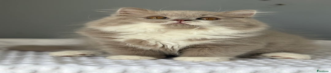 Topaz 