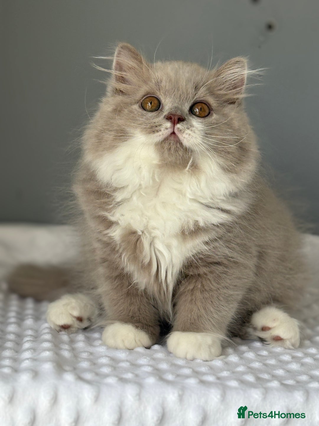British Shorthair cats for sale: GGCF registered lilac bi kittens available  - Image 4