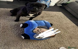 Cane Corso dogs for sale: Cane corso male needs new home - Image 2
