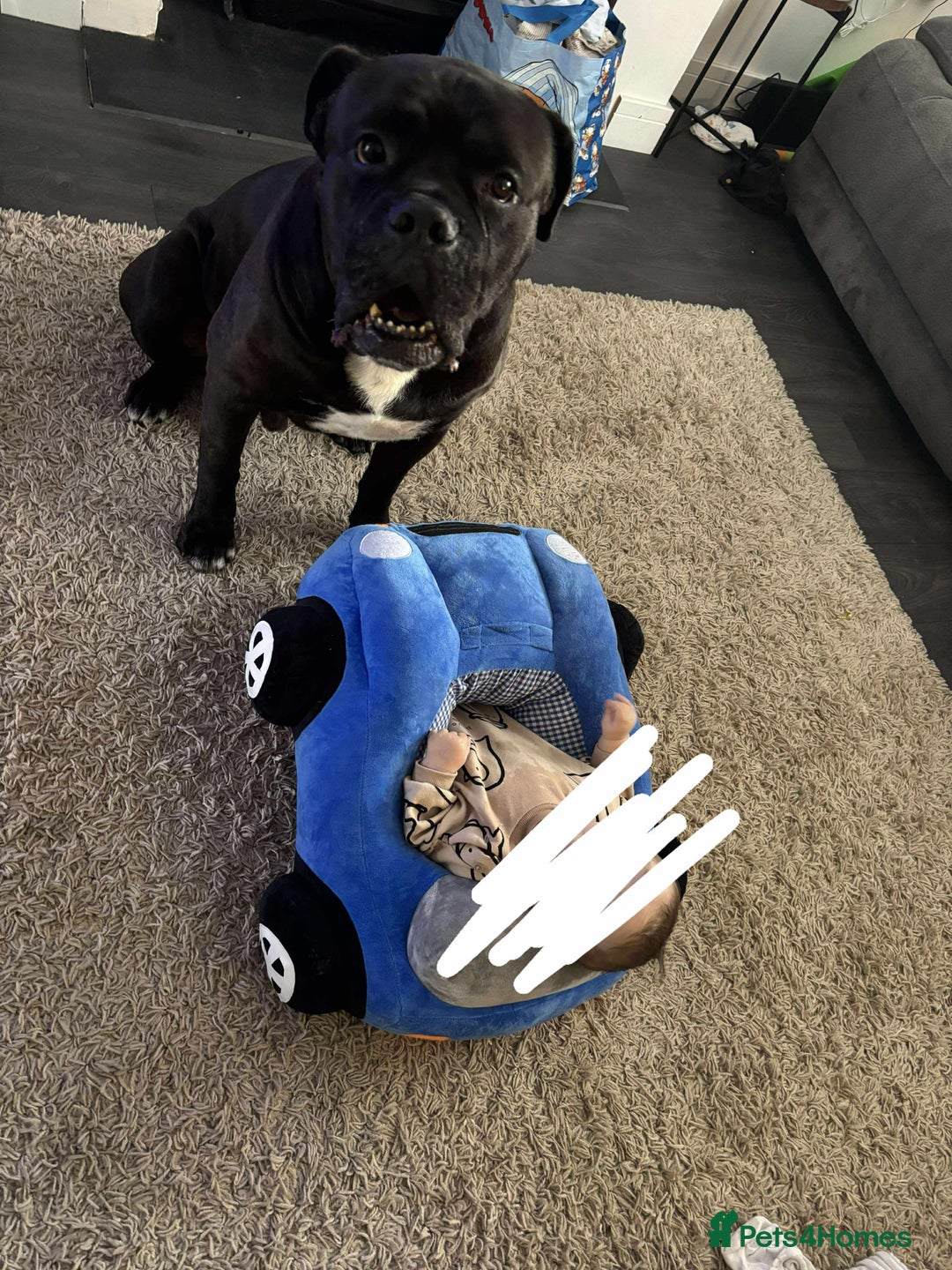 Cane Corso dogs for sale: Cane corso male needs new home - Image 2