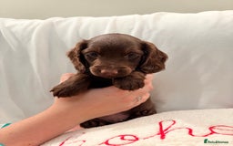 Mixed Breed dogs for sale: Daxipoo - Image 15