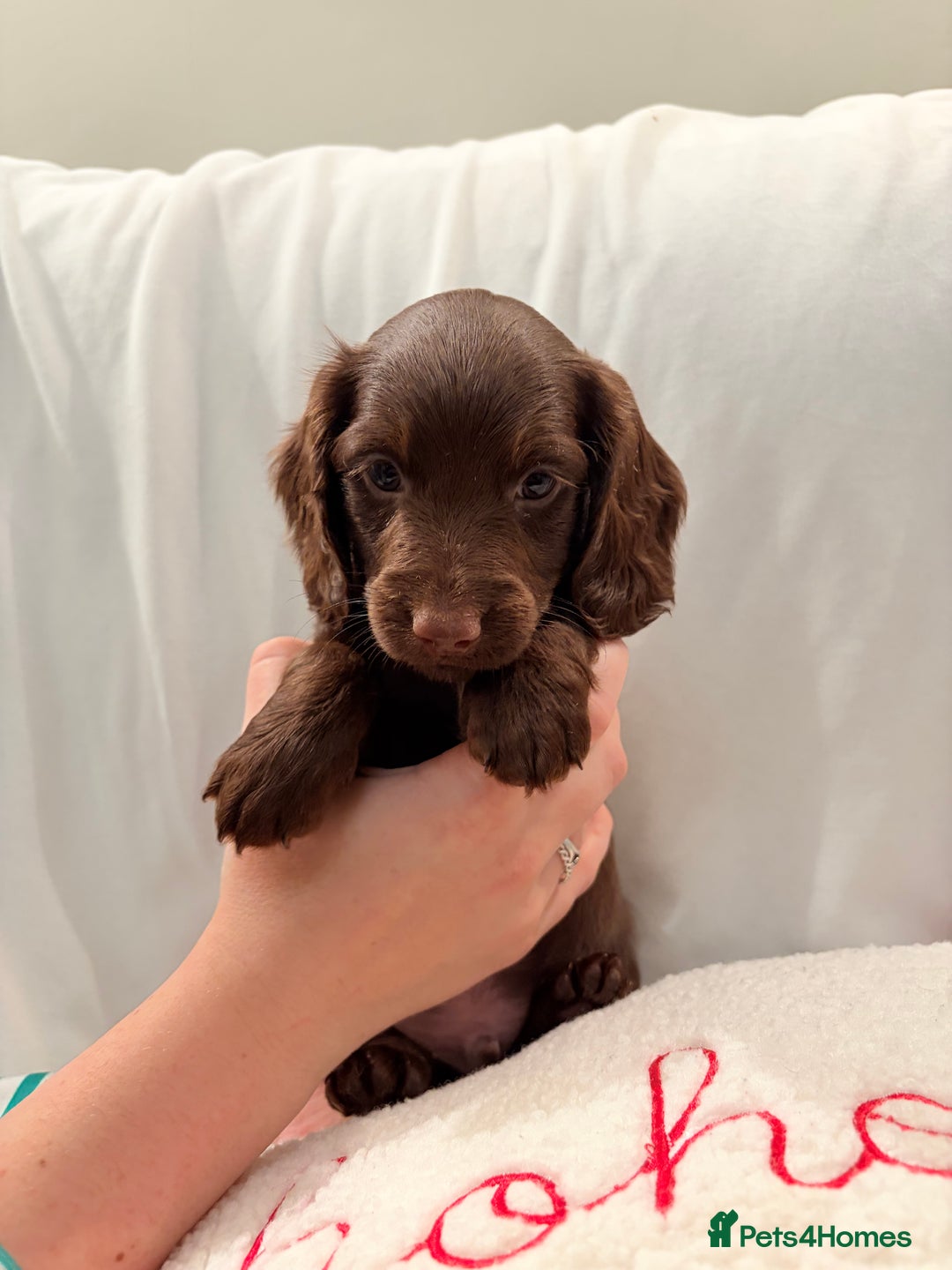 Mixed Breed dogs for sale: Daxipoo - Image 15