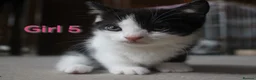 Mixed Breed cats for sale: 💛 kittens 💛 - Advert 10