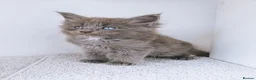 Maine Coon cats for sale: Blue maine coon kittens -DNA health tested parents - Advert 33