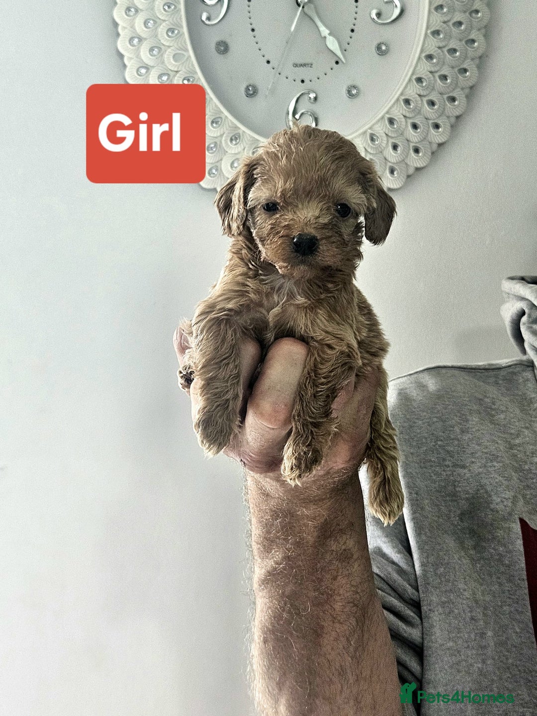 Cavapoo dogs for sale: Miniature cavapoo  - Image 3
