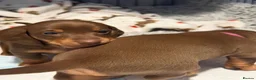 Dachshund dogs for sale: 5 beautiful pups - Advert 6