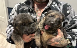 German Shepherd dogs for sale: Beautiful purebred German shepherd puppies - Image 15
